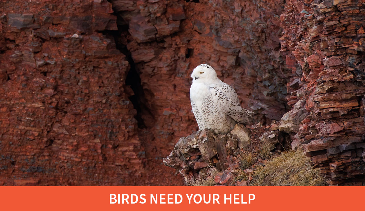 Snowy Owl.