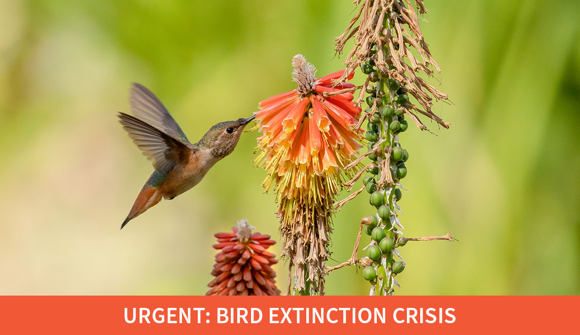 Urgent: Bird Extinction Crisis; Allen's Hummingbird.