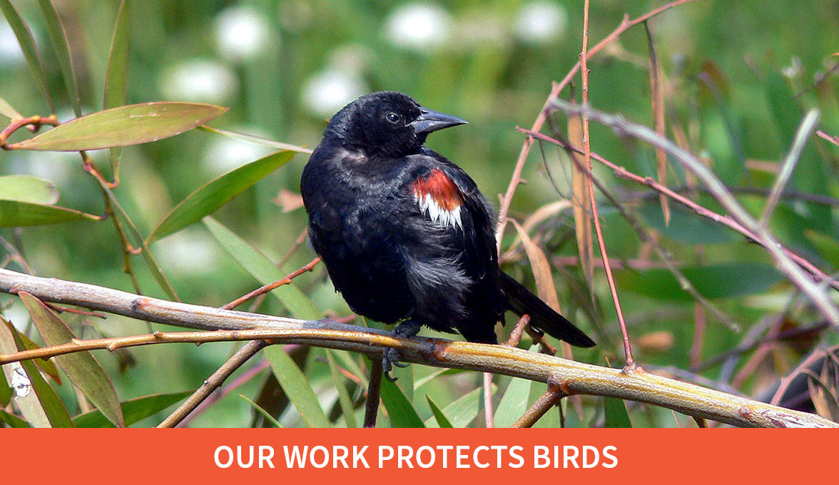 Tricolored Blackbird.