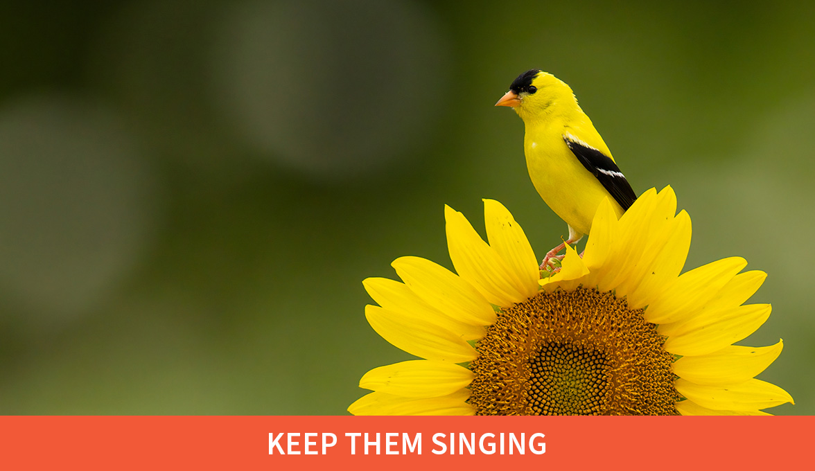 Keep them singing; American Goldfinch