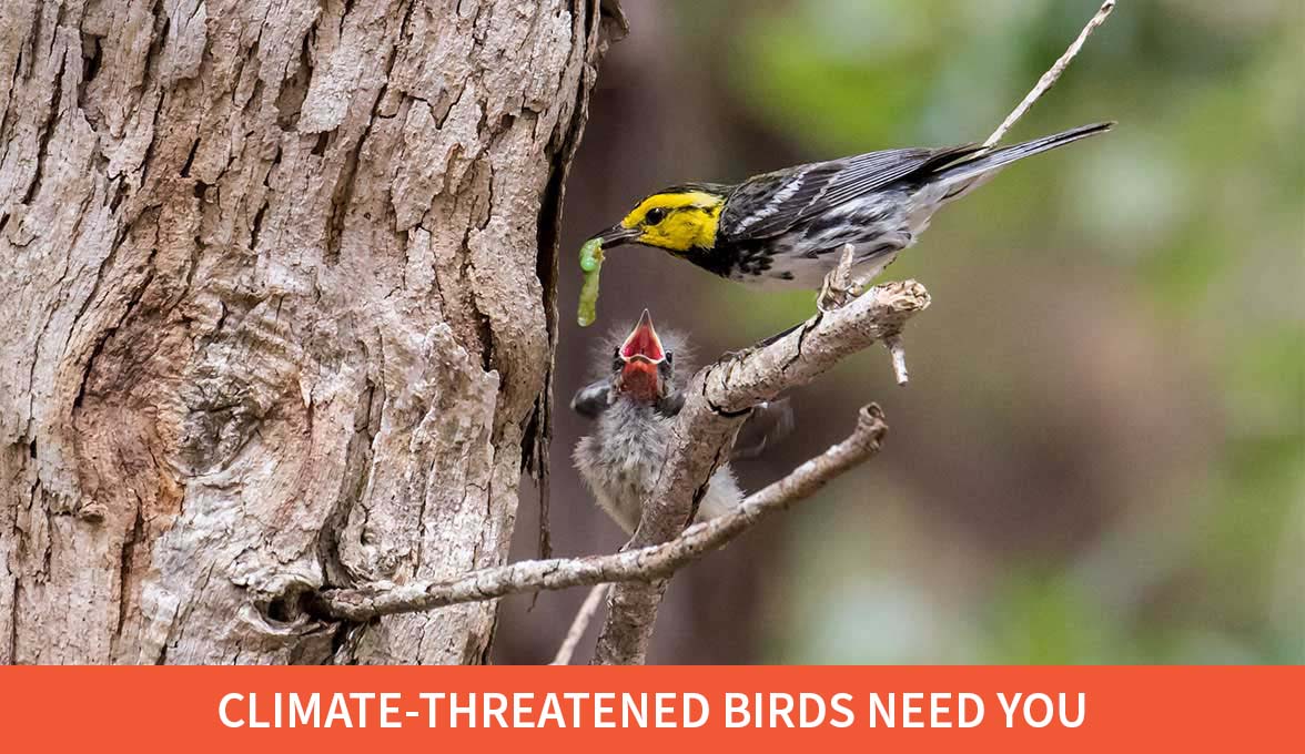 Golden-cheeked Warblers.