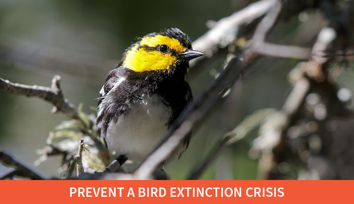 Prevent a bird extinction crisis; Golden-cheeked Warbler