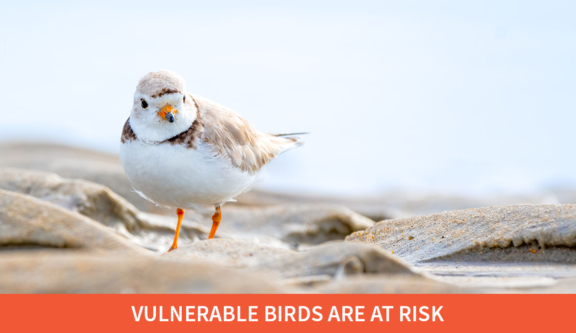 Vulnerable Birds Are at Risk; Piping Plover