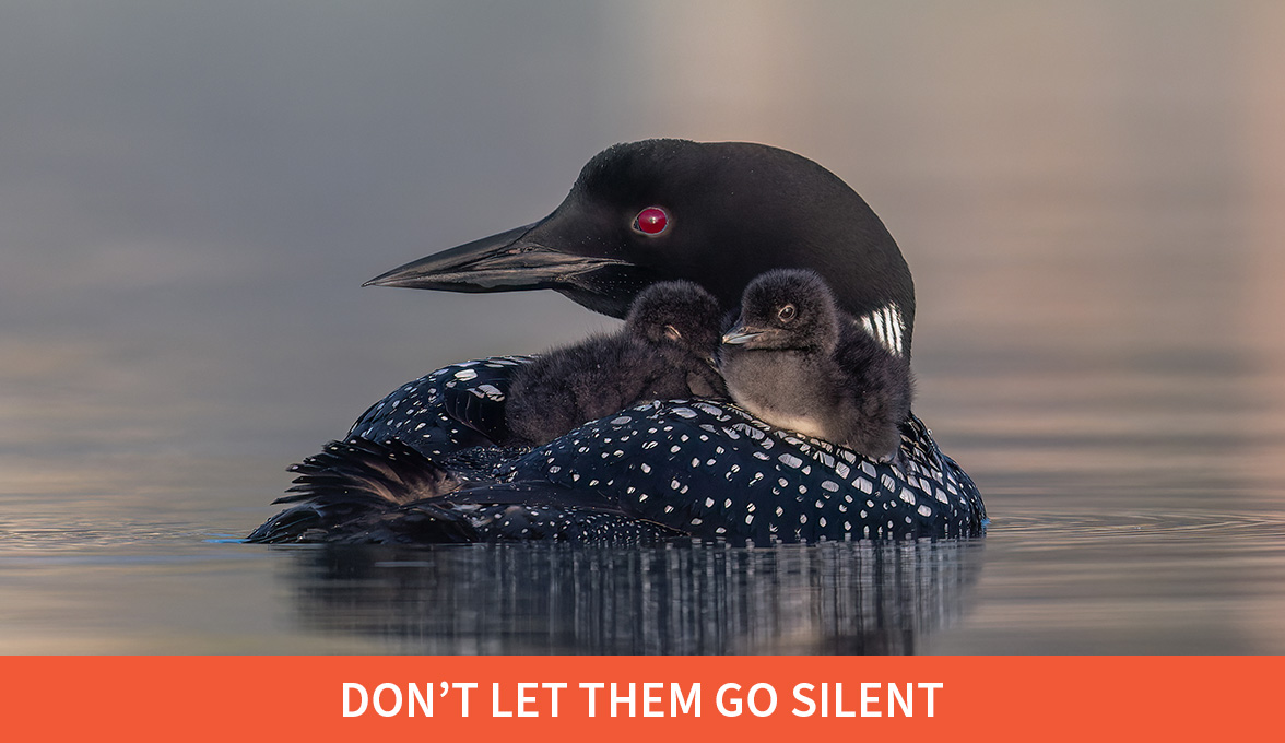 Don't let them go silent; common loon