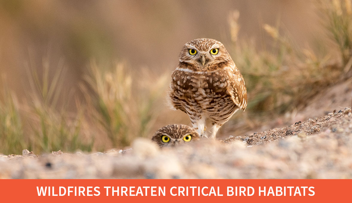 Burrowing Owls.