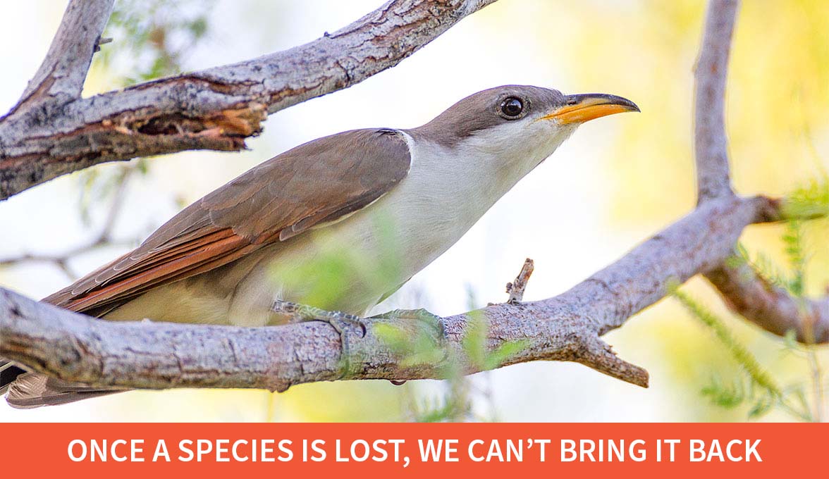 Yellow-billed Cuckoo.