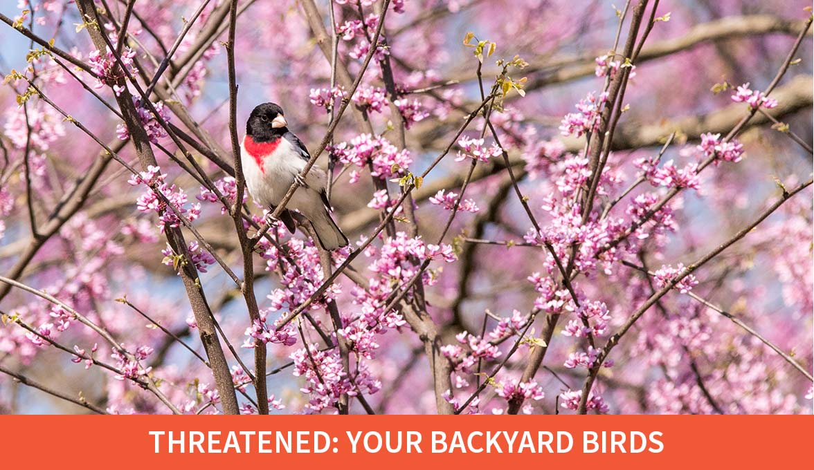 Rose-breasted Grosbeak.