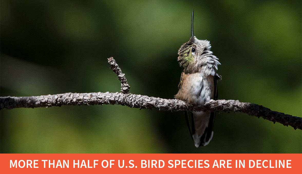 Rufous Hummingbird.