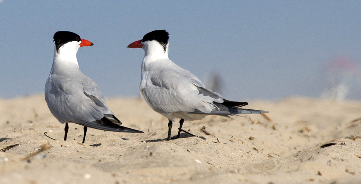 Caspian Terns.