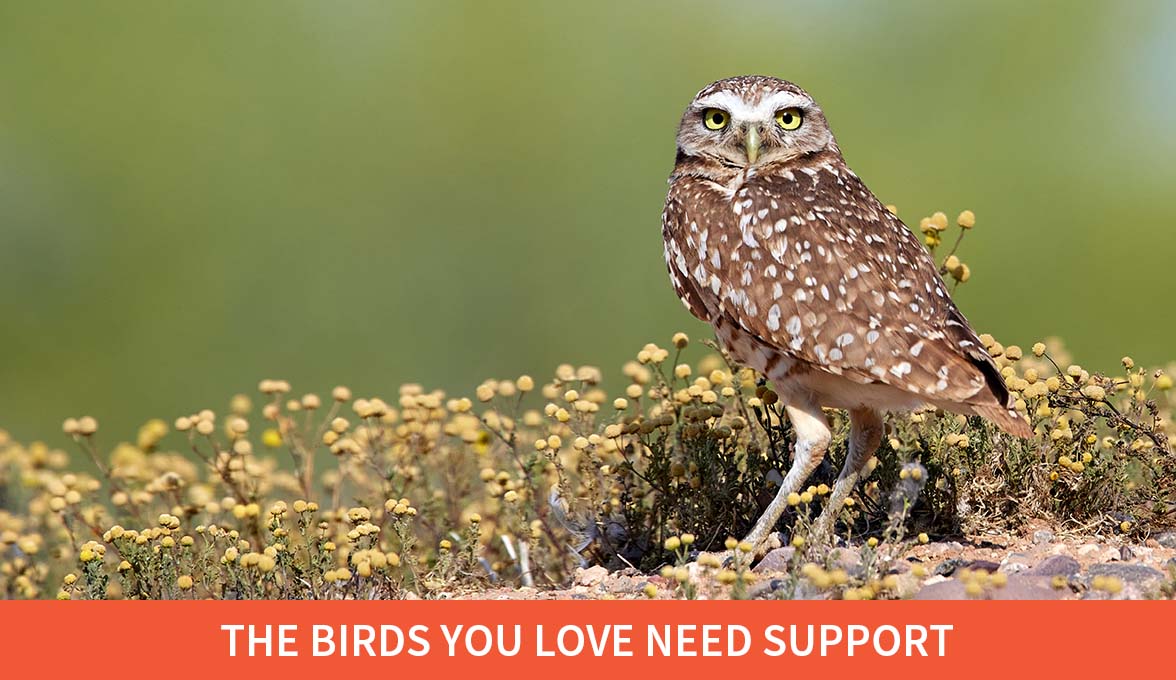 The Birds You Love Need Support; Burrowing Owl