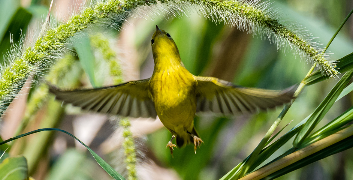 Yellow Warbler.