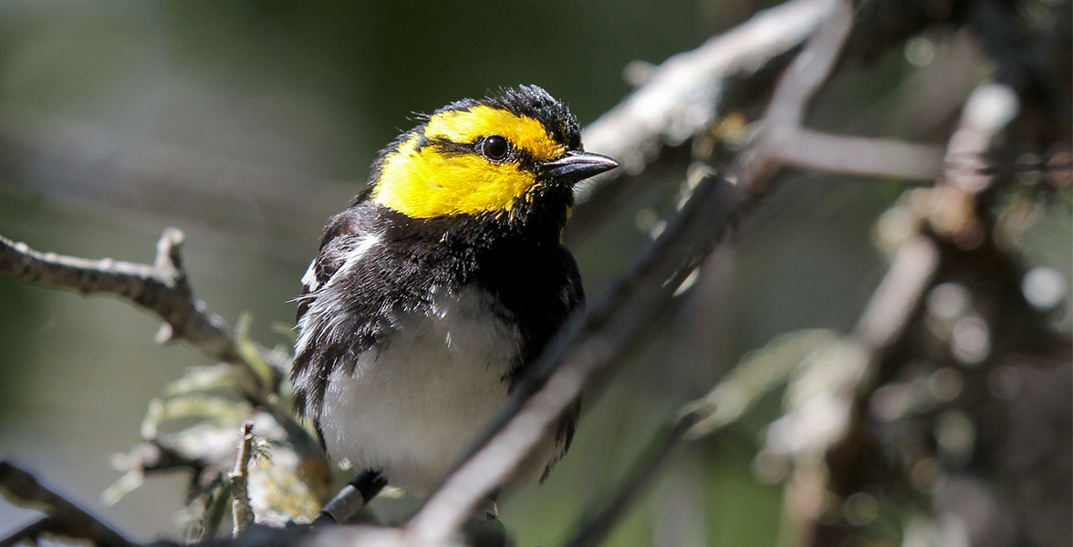 Golden-cheeked Warbler.