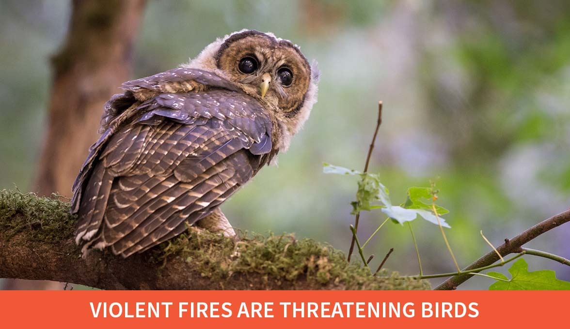 Violent Fires Are Threatening Birds