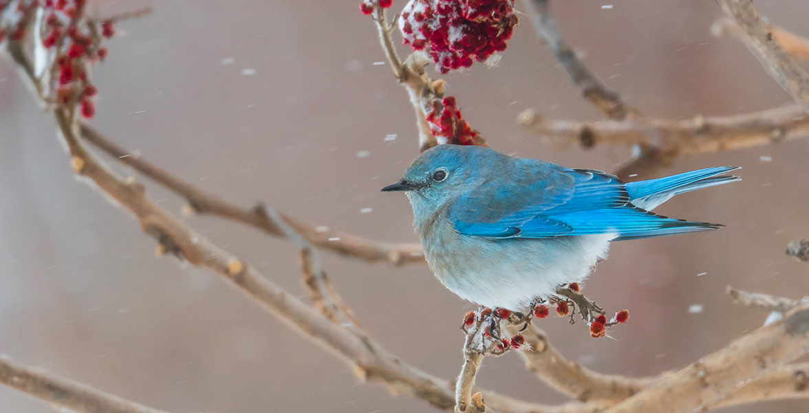 Mountain Bluebird.