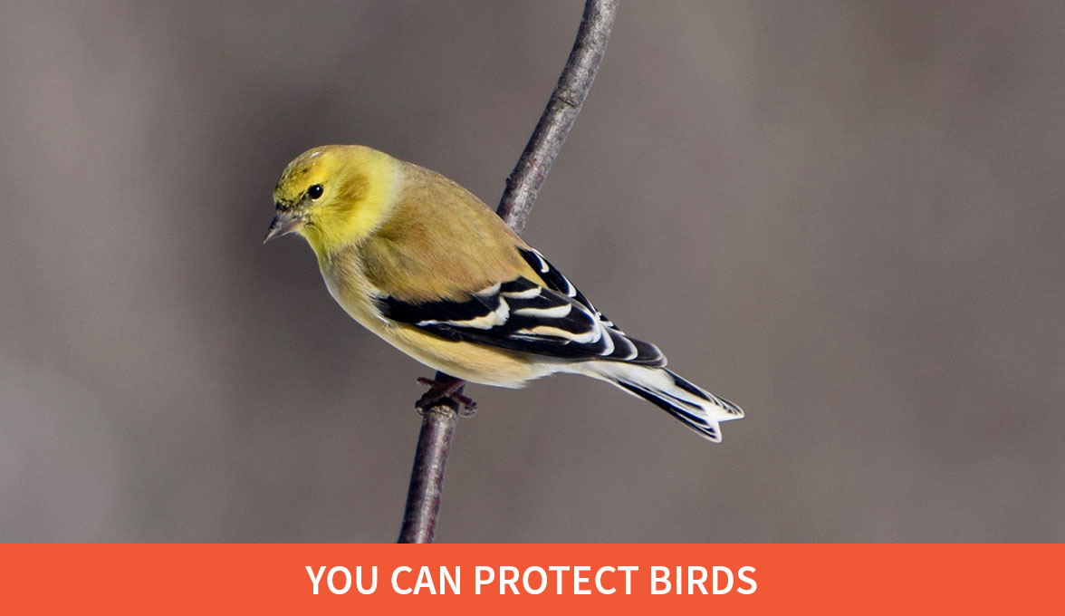 American Goldfinch.