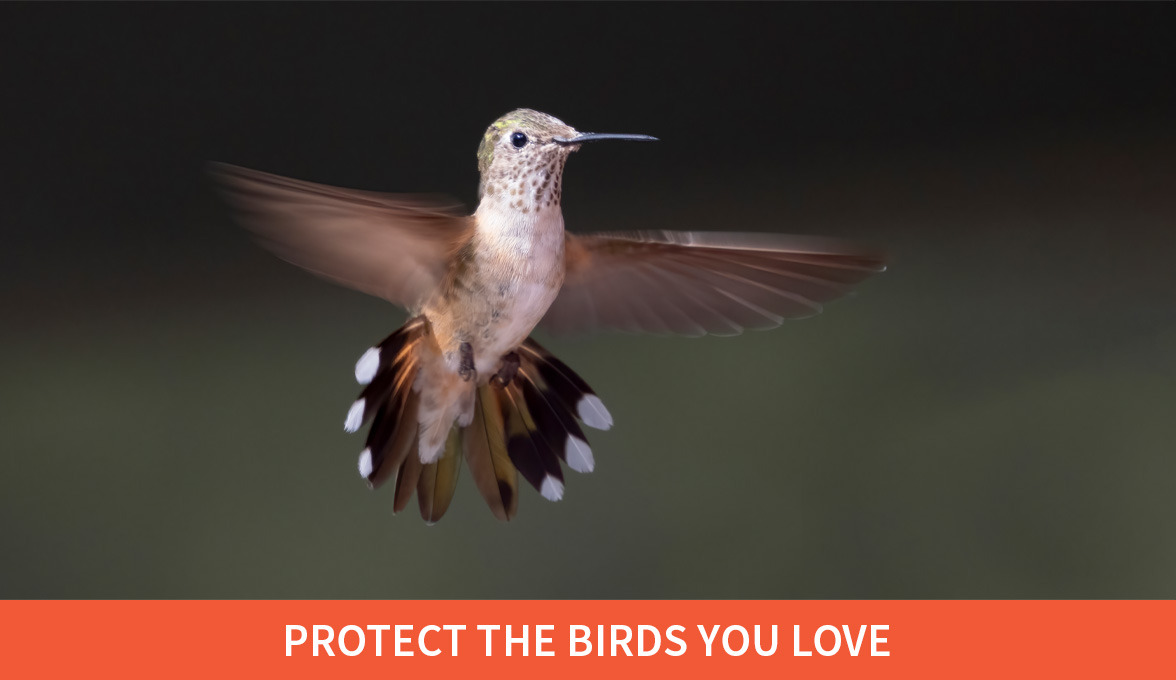 Protect the birds you love; Broad-tailed Hummingbird