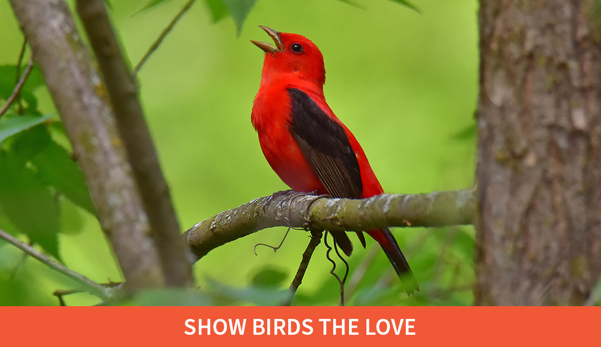 Show Birds The Love; Scarlet Tanager