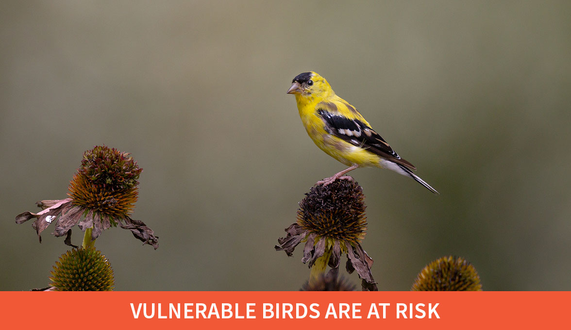 Vulnerable birds are at risk; American Goldfinch.