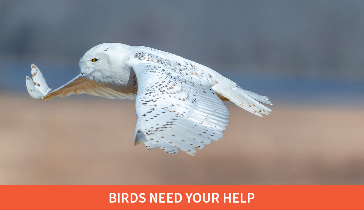 Birds Need your Help; Snowy Owl