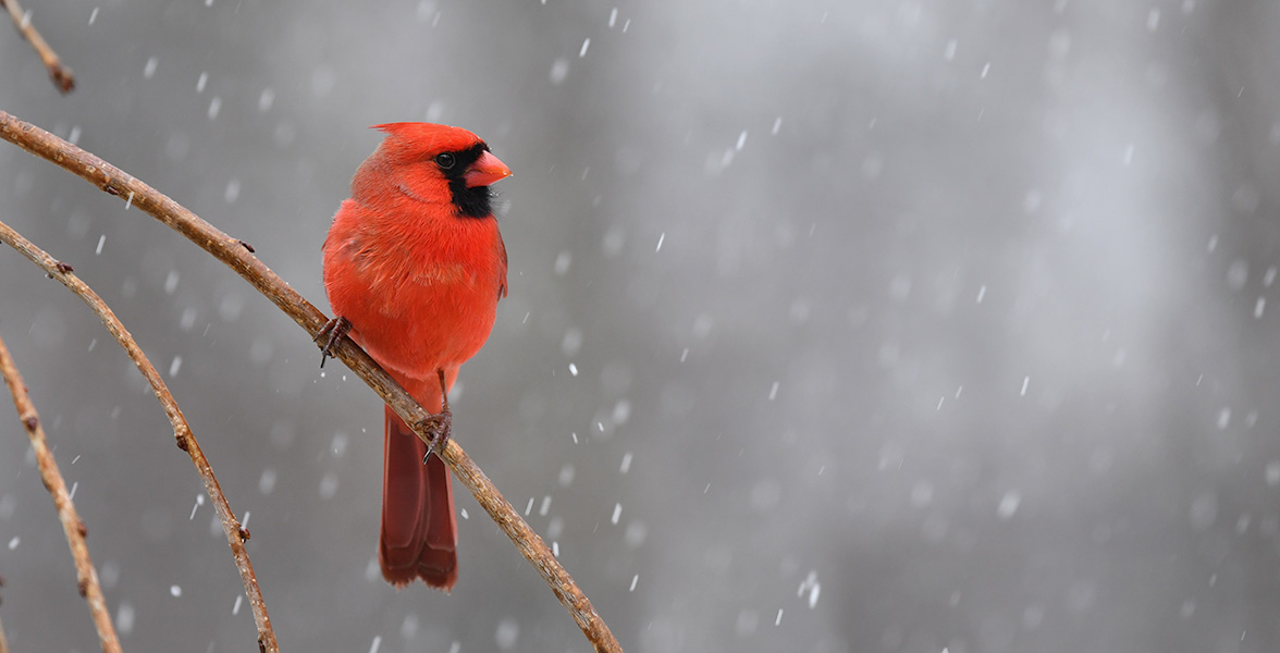 Northern Cardinal.