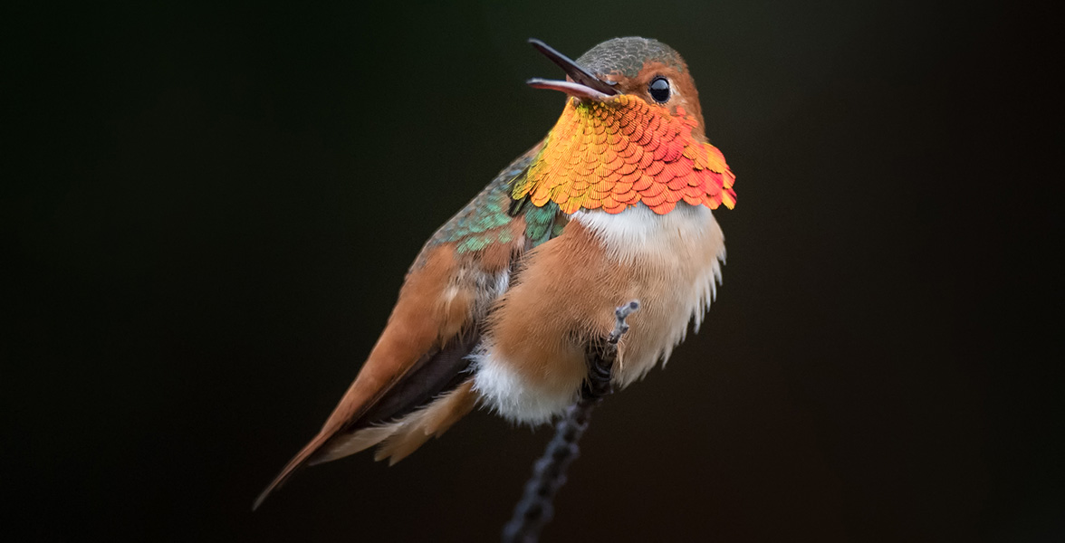 Allen's Hummingbird.