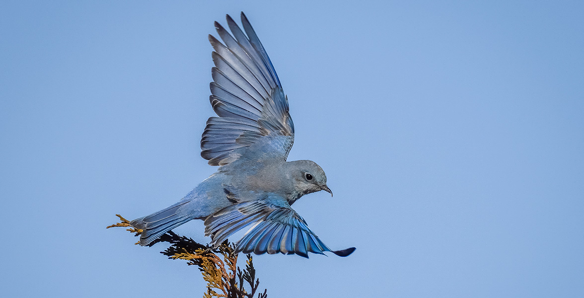 Mountain Bluebird.