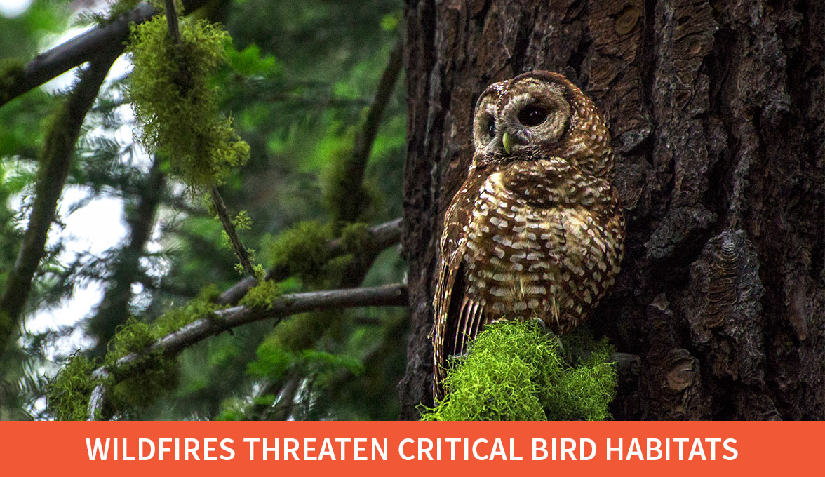 California Spotted Owl.