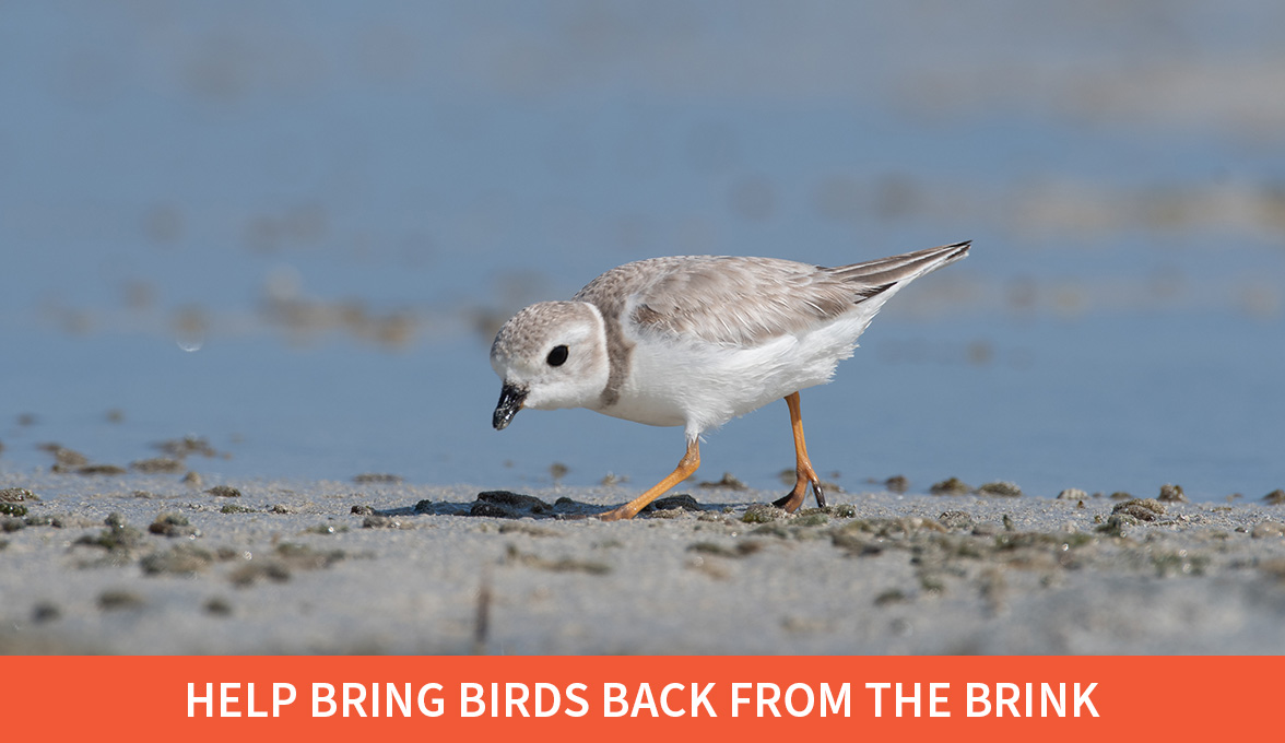 Help bring birds back from the brink; Piping Plover.