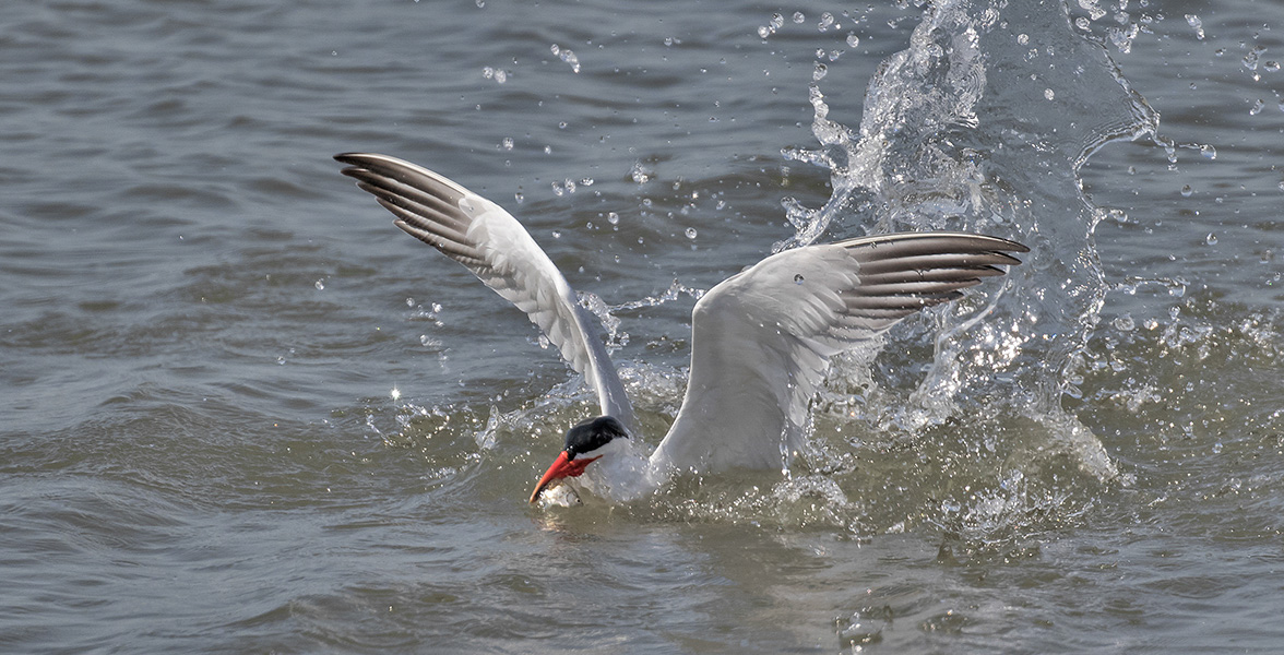 Caspian Tern.