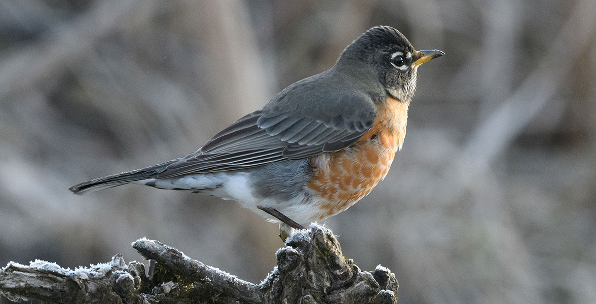 American Robin.