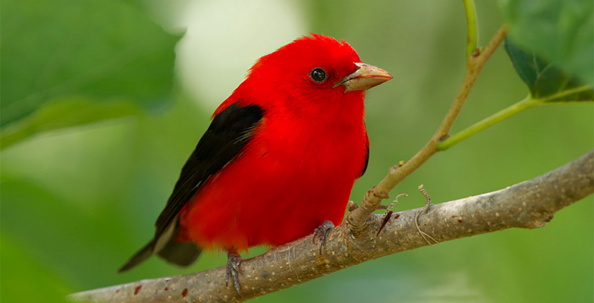 Scarlet Tanager.