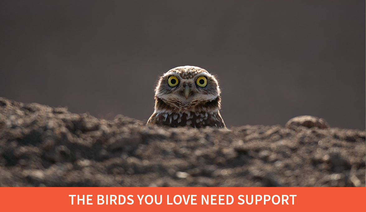 The Birds You Love Need Support; Burrowing Owl