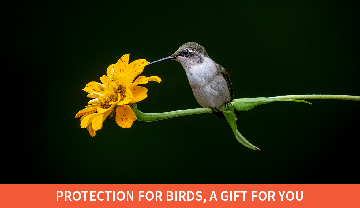 Vulnerable birds are at risk; Ruby-throated Hummingbird