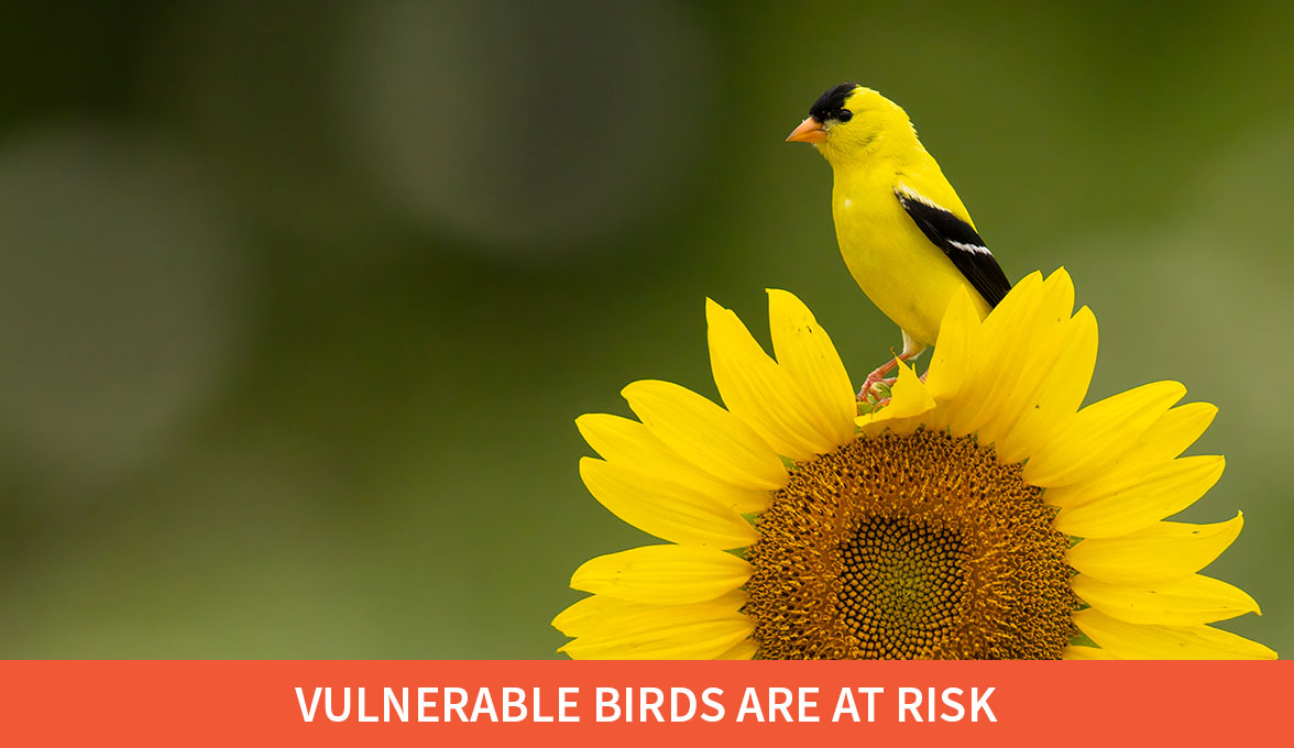 Vulnerable birds are at risk; American Goldfinch.