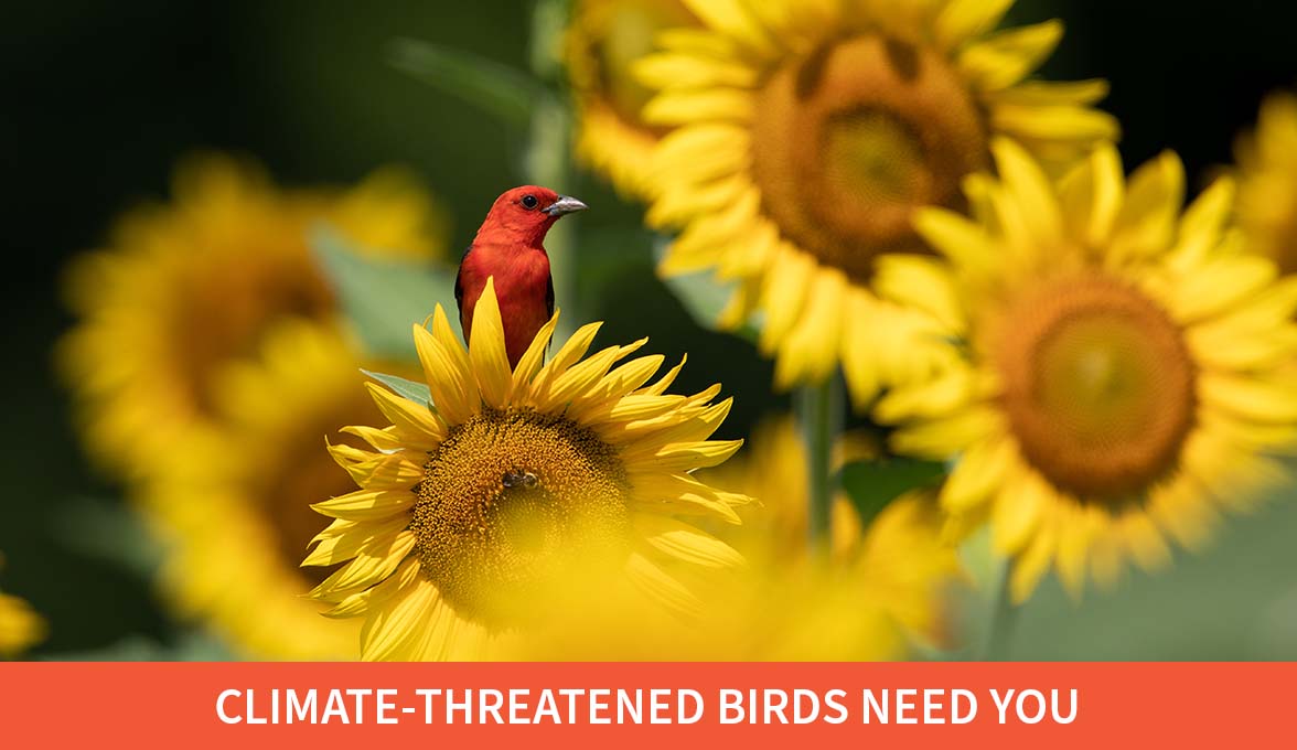 climate-threatened birds need you