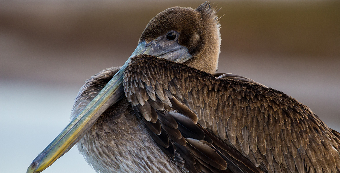 Brown Pelican.