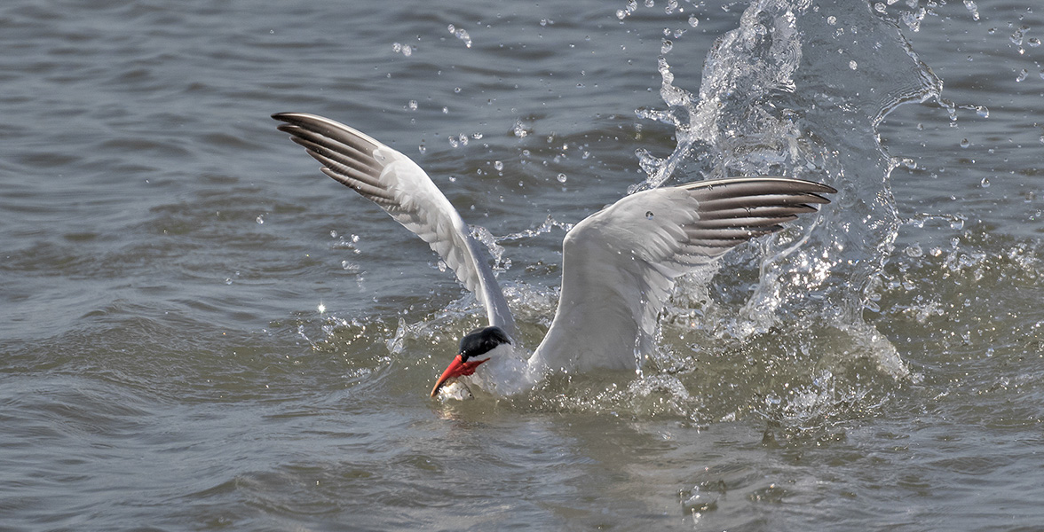 Caspian Tern.