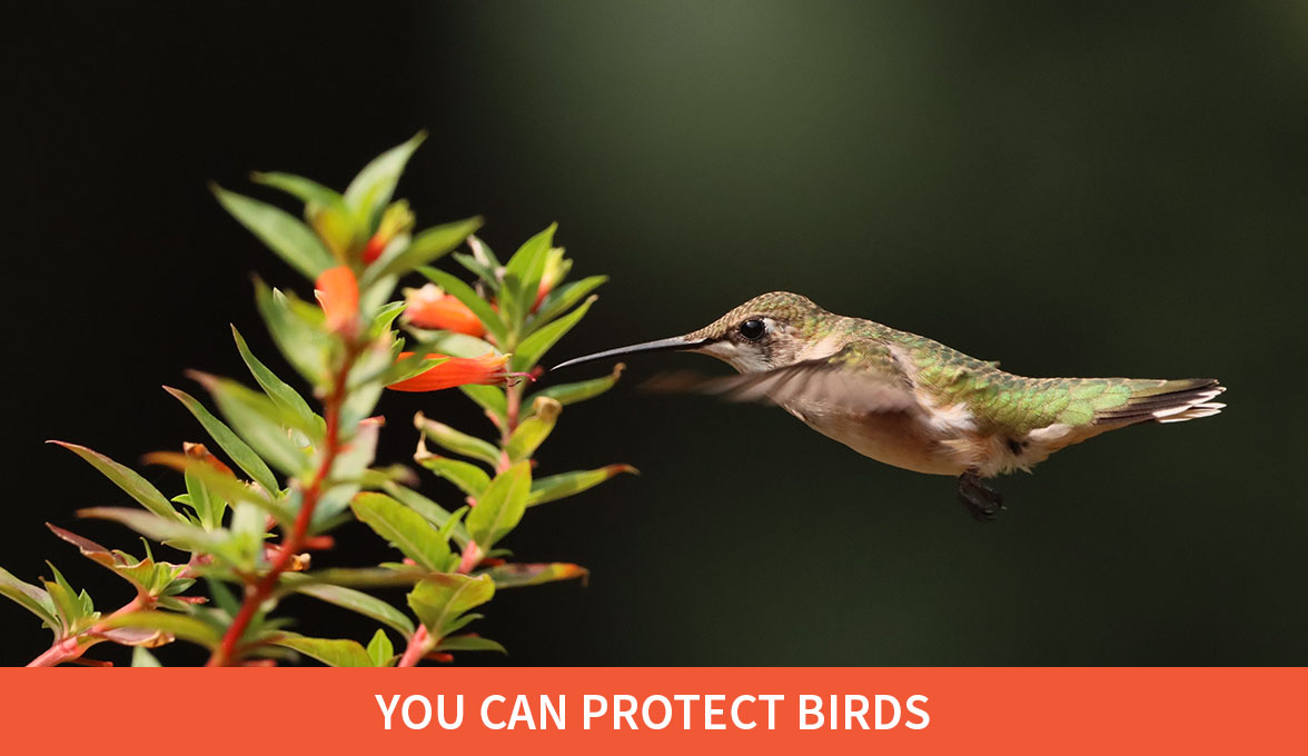 Ruby-throated Hummingbird.