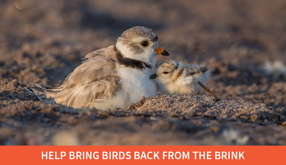 Help bring birds back from the brink; Piping Plovers.