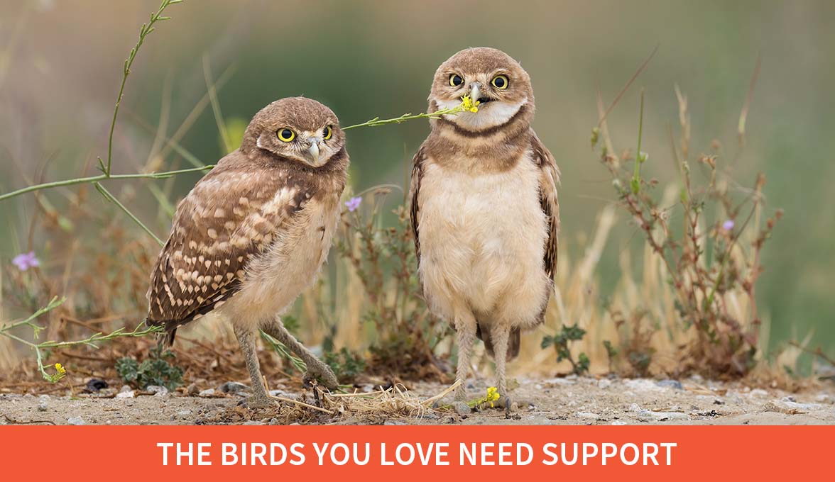 The Birds You Love Need Support; Burrowing Owls