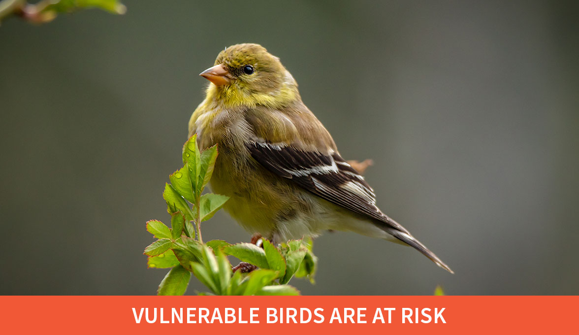 Vulnerable birds are at risk; American Goldfinch.