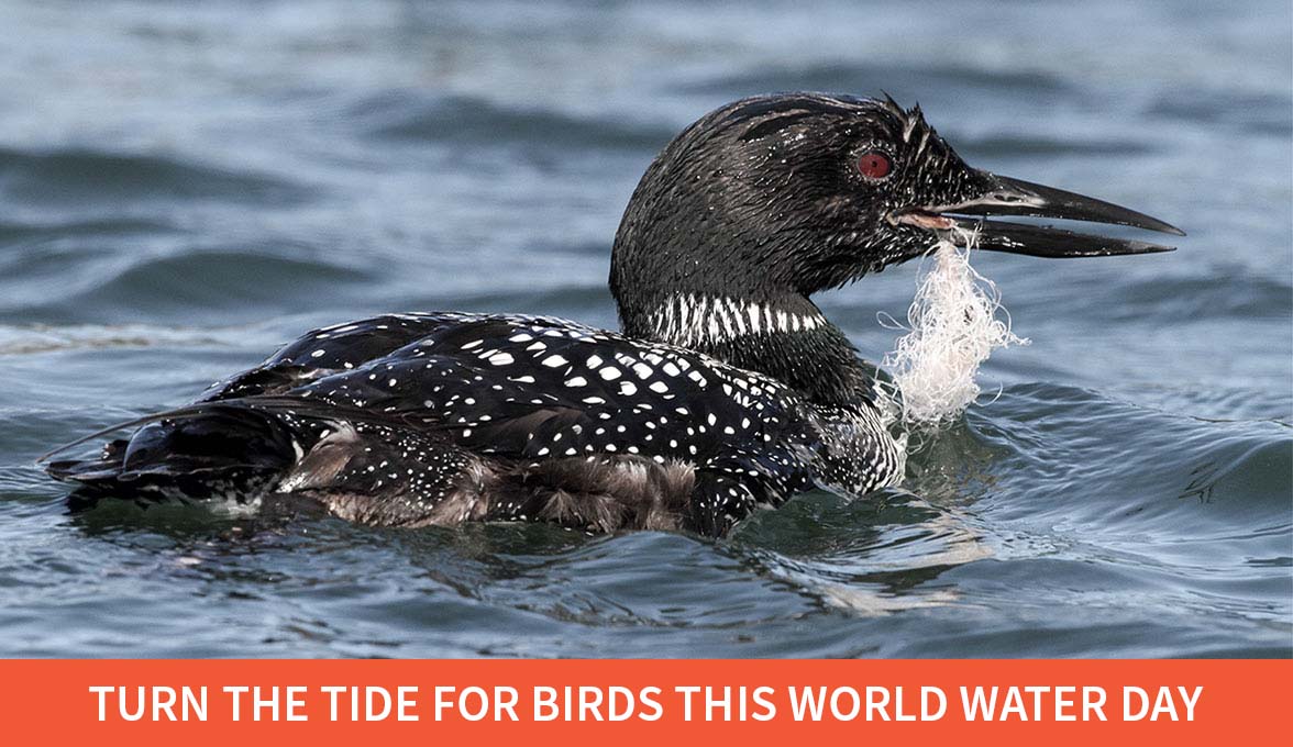 A Common Loon ingesting fishing tackle, a common cause of lead poisoning. 