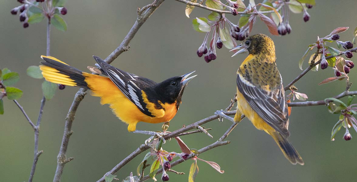 Baltimore Orioles.