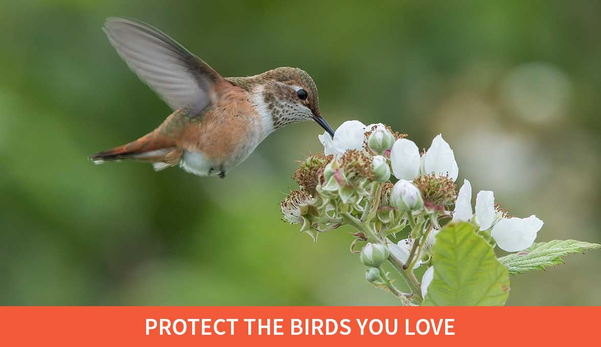 Protect the birds you love; Rufous Hummingbird