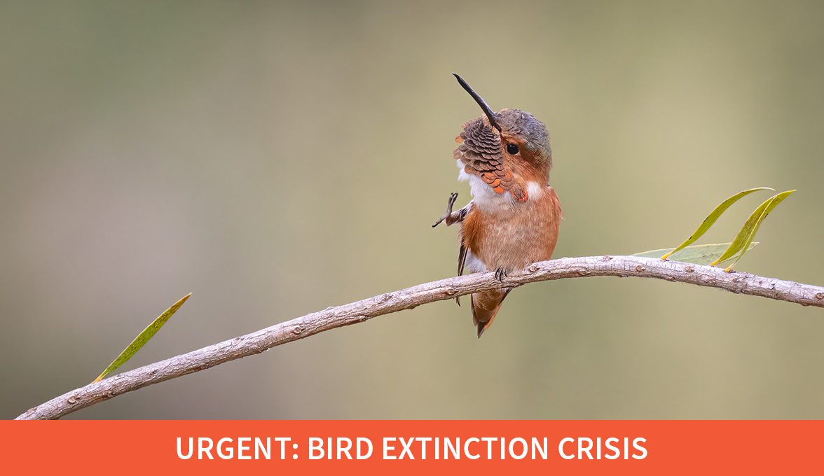 Urgent: Bird Extinction Crisis; Allen's Hummingbird.