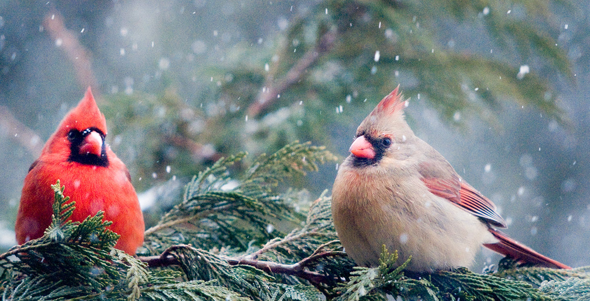 Northern Cardinals.