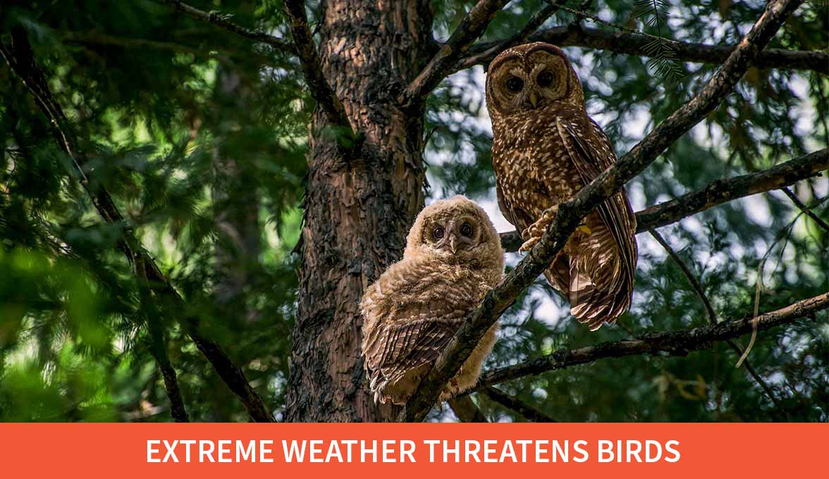 California Spotted Owls.