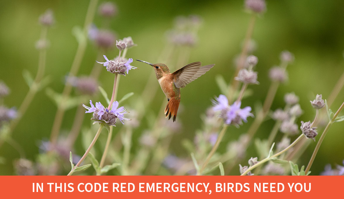 In this code red emergency, birds need you; Allen's Hummingbird.