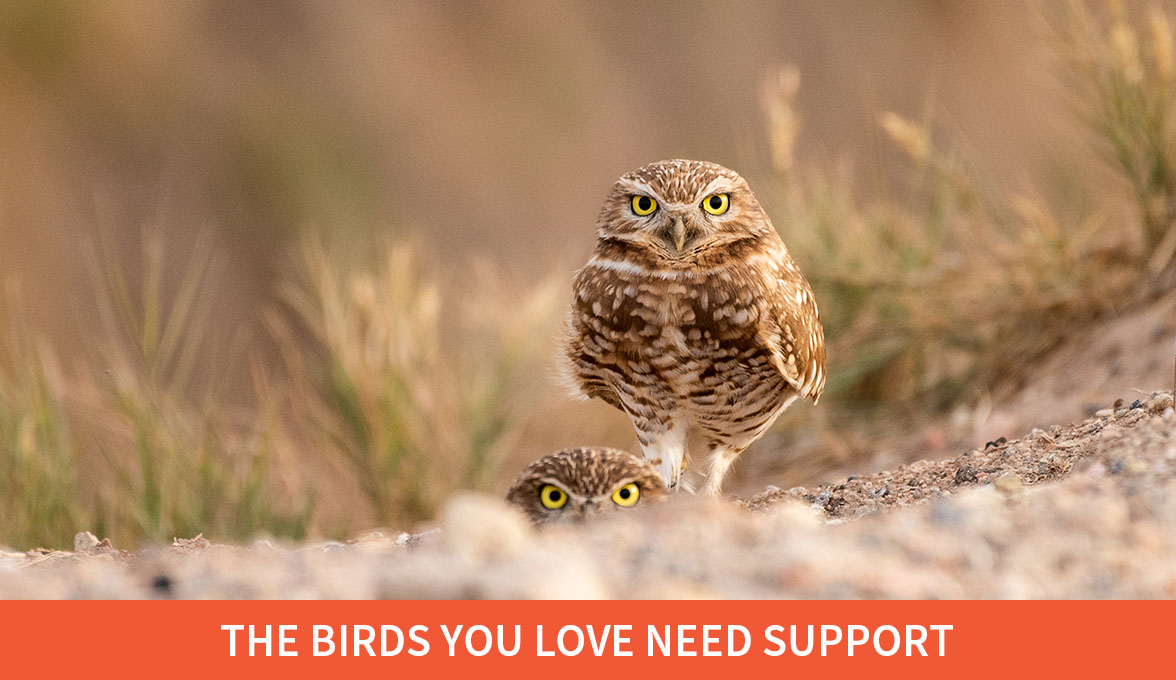 The Birds You Love Need Support; Burrowing Owls