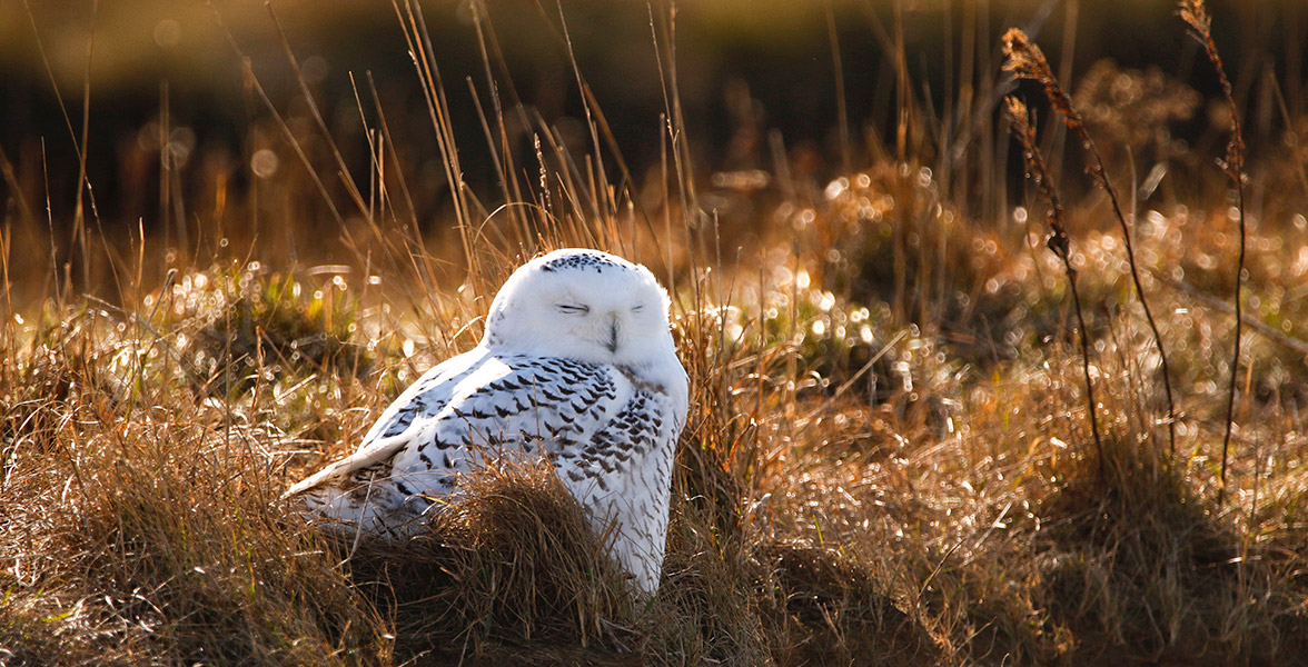 Snowy Owl.